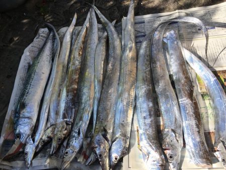 釣れ続く太刀魚